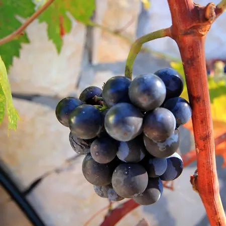 Seaside Holiday House Cove Gradina, Korcula - 4457 Semesterbostad